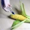 small_GDO1.bmp