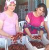 small_selendi-den-avrupa-ya-kiraz-ihracati-devam-ed-3716197_o.jpg